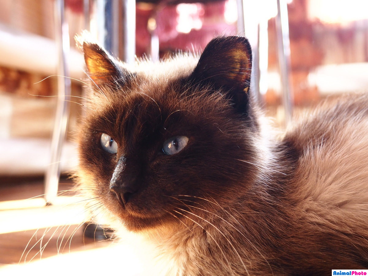 сиамский котик