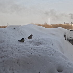 ������� � �������